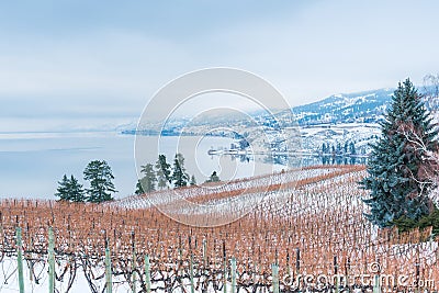 Vineyard and mountains covered in snow with lake in distance Stock Photo