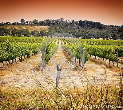 Rows of grapevines taken at Australia's prime wine growing winery - sunset Stock Photo