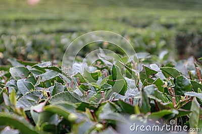 rows of green tea bushes in a mountain plantation autumn view Stock Photo