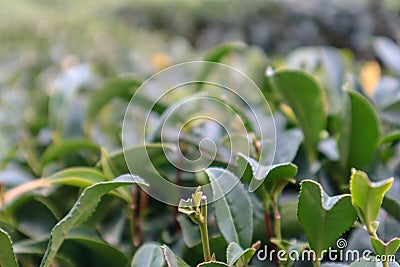 rows of green tea bushes in a mountain plantation autumn view Stock Photo