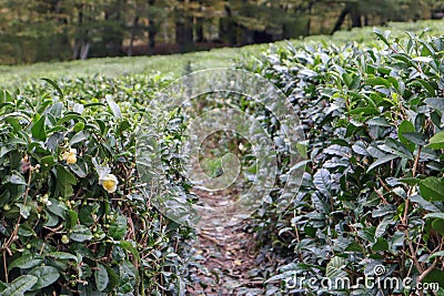 rows of green tea bushes in a mountain plantation autumn view Stock Photo