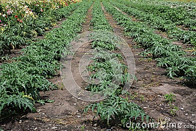 Rows of green unripe artichoke plants in an agricultural field Stock Photo