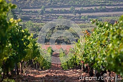 Rows of green vineyard in a clay soil field and a big pine in the background in Valencia, Spain. Beautiful natural background Stock Photo