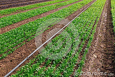 Rows of harvest of arugula on farm field Stock Photo