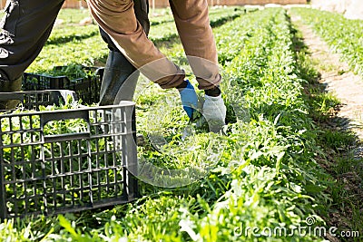 Rows of arugula in garden outdoor, hands of gardener Stock Photo