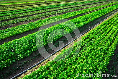 Rows of harvest of arugula in garden outdoor Stock Photo