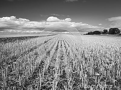 Rows of harvested crops in a field leading towards the distant horizon (monochrome shot Stock Photo