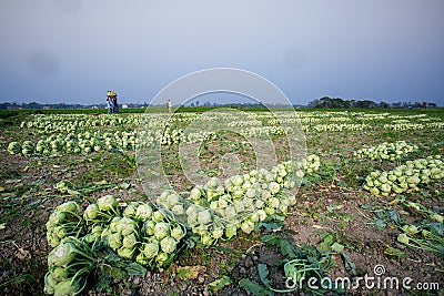Rows of harvested kohlrabi vegetables Stock Photo