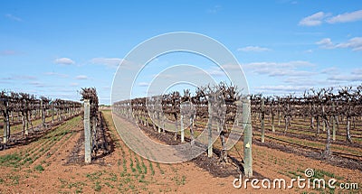 Rows of Hedged Chardonnay Vines Against Blue Sky. Stock Photo