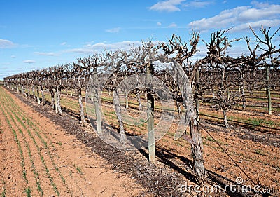 Row of Hedged Chardonnay Vines. Stock Photo