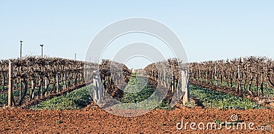 Rows of Hedged Chardonnay Vines, Mildura, Australia. Stock Photo