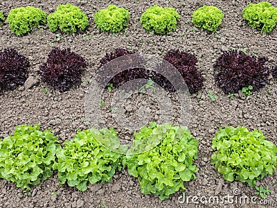 Rows of lettuce growing on a farm Stock Photo