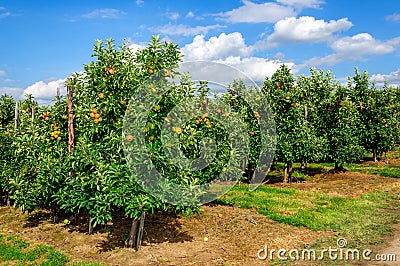 Rows of low apple trees and ripe red apples Stock Photo