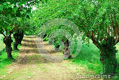 Rows of mulberry trees with wheat fields near Vicenza in Veneto (Italy) Stock Photo