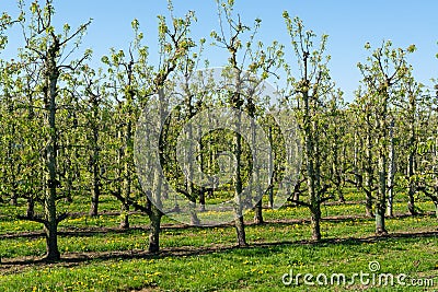 Rows of pear trees in orchard, fruit region Haspengouw in Belgium Stock Photo