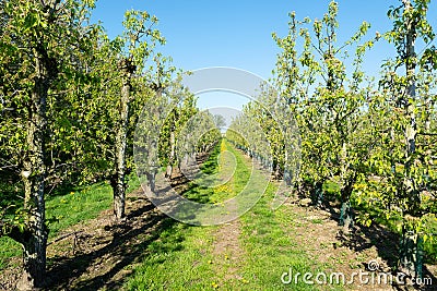 Rows of pear trees in orchard, fruit region Haspengouw in Belgium Stock Photo