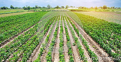 Rows / plantation of young pepper on a farm on a sunny day. Growing organic vegetables. Eco-friendly products. Agriculture land Stock Photo