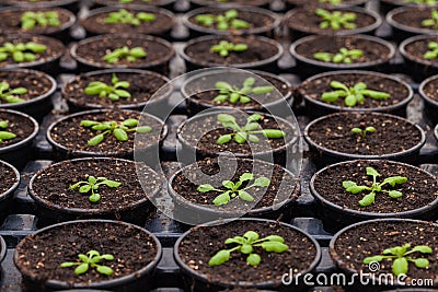 Rows of Potted Seedlings and Young Plants in Greenhouse Stock Photo