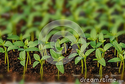 Rows of potted seedlings and young plants Stock Photo