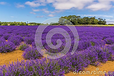 Rows of purple lavender ready for harvesting in a field in Heacham, Norfolk, UK Stock Photo