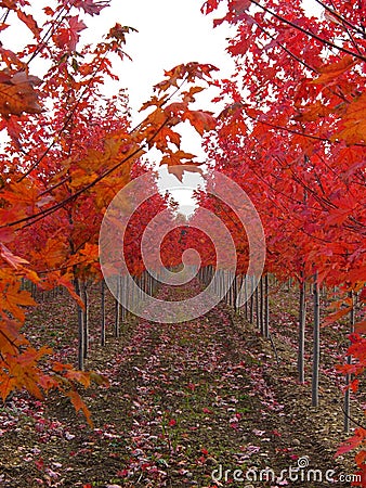 Rows of Red Trees Stock Photo