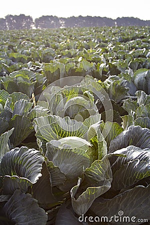 Rows of ripe cabbage plantations grow in the field Stock Photo