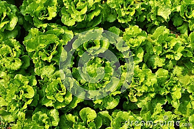 Rows of romaine lettuce Stock Photo