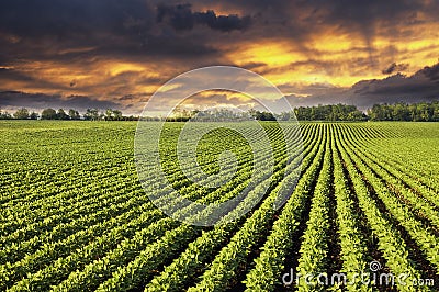 Rows of soy field plants in sunset Stock Photo