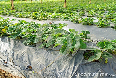 Rows of strawberry leaves growing in green house plantation Stock Photo