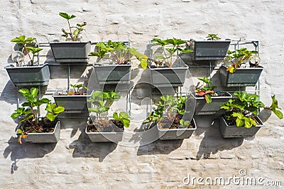 Rows of strawberry plants in a vertical garden hanging on a wall Stock Photo