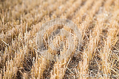 Rows of stubble harvested field Stock Photo