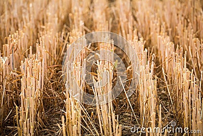 Rows of stubble harvested wheat field Stock Photo