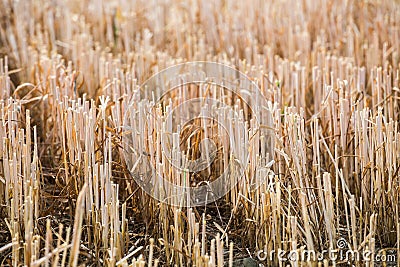 Rows of stubble harvested wheat field Stock Photo