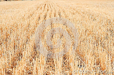 Rows of stubble harvested wheat field Stock Photo