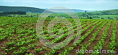 Rows of sugar beet Focus on the leaves, hills landscape and problem sectors with weeds, horsetail Stock Photo