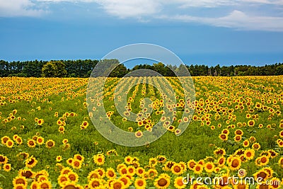 Rows of sunflowers in a Wisconsin field in August Stock Photo