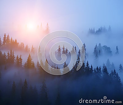 Rows of trees in the fog. Foggy forest, minimalism. Stock Photo