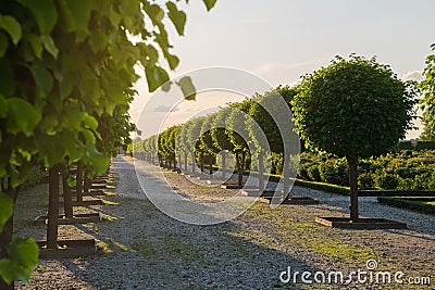 Rows of trees in the summer park. Landscaping and gardening. A beautiful alley in a french garden Stock Photo
