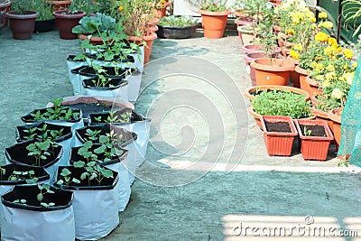 Rows of vegetable and flower plants are planted in the grow bags with cocopeat and vermicompost- the organic soil mixture Stock Photo