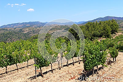 Rows of Vines on a Hill in Priorat Spain Stock Photo