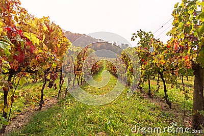 View of a vineyard in autumn Stock Photo