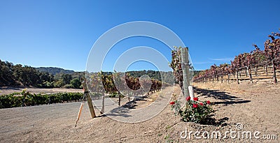 Rosebush at the end of rows of vines in vineyard in wine country under blue sky in California US Stock Photo