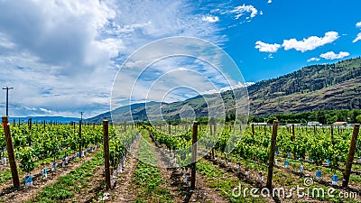 Rows of Vines in the Vineyards of Canada`s Wine Region in the Okanagen Valley Stock Photo