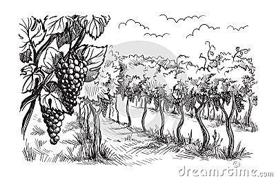 Rows of vineyard grape plants Vector Illustration