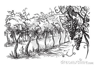 Rows of vineyard grape plants Vector Illustration