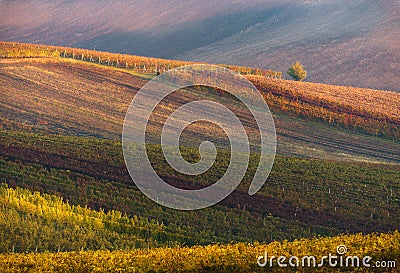 Rows Of Vineyard Grape Vines.Autumn Landscape With Colorful Vineyards.Grape Vineyards Of Czech Republic.Abstract Background Of Aut Stock Photo