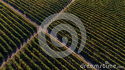 Rows of vineyard before harvesting Stock Photo