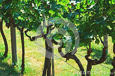 Rows of vineyard white grape vines. Summer background Stock Photo