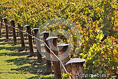 Rows of Winery Grape Vines in Autumn Colours Stock Photo