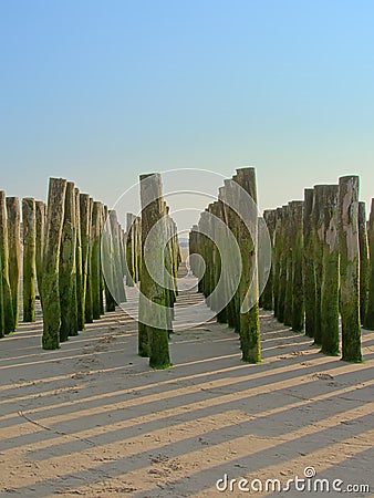 Rows of wooden poles for the cultivation of bouchot mussels on the beach of Wissant Stock Photo